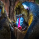 Saiba Mais Sobre o Mandril