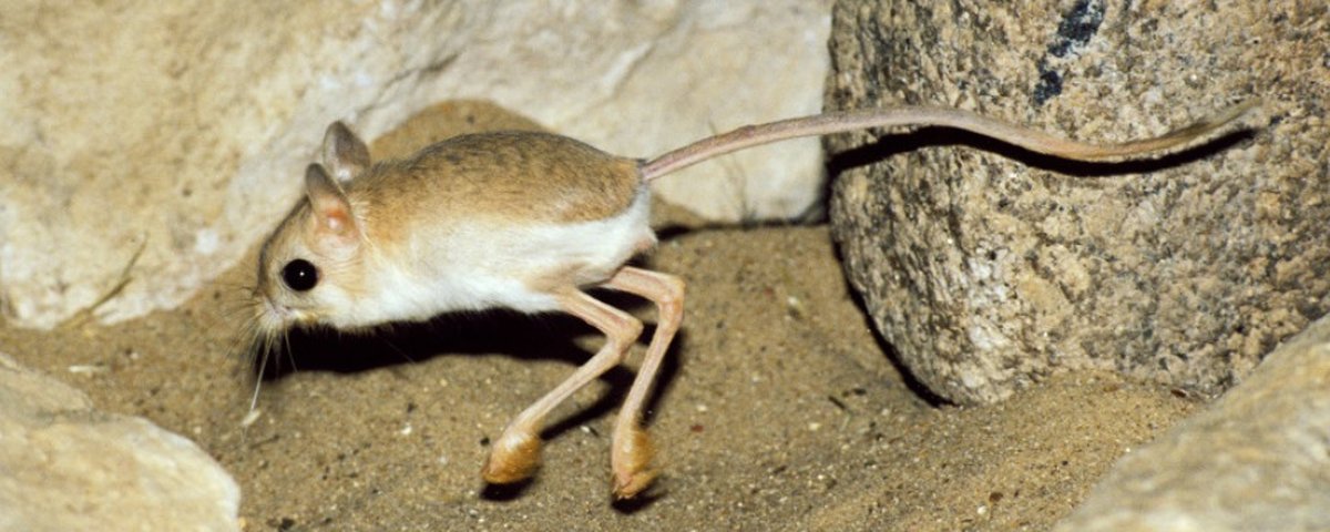 Comportamento do Jerboa, Hábitos e Modo de Vida do Animal