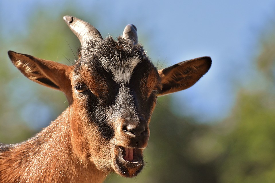 Onde as Cabras Dormem e Qual o Ciclo de Vida das Cabras ?