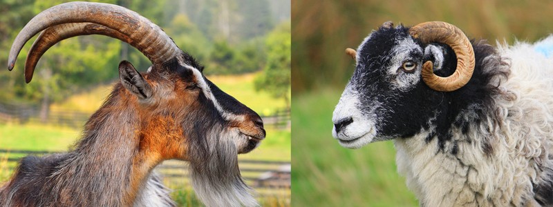 Qual a Diferença Entre Bode e Cabrito ?