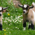 O Cabrito é um Caprino