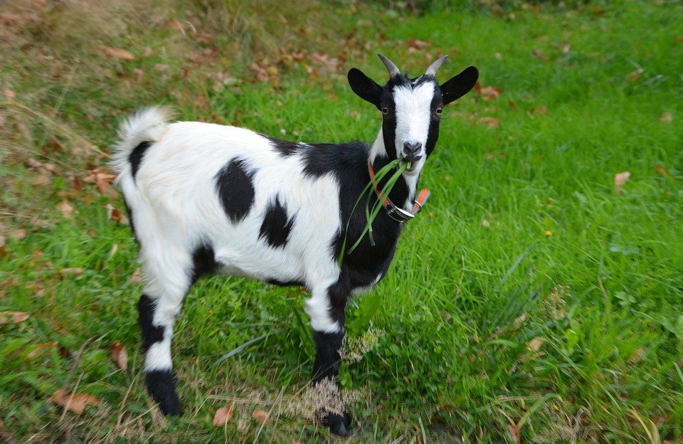 Tudo Sobre o Cabrito: Características, Nome Científico e Fotos