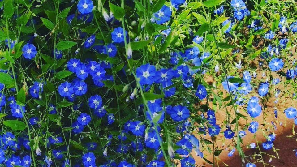 Historia da Flor Azulzinha, Origem da Planta e Significado
