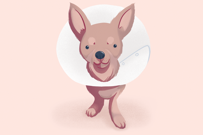 O que é Castração de Cachorro Fêmea? Como Funciona?
