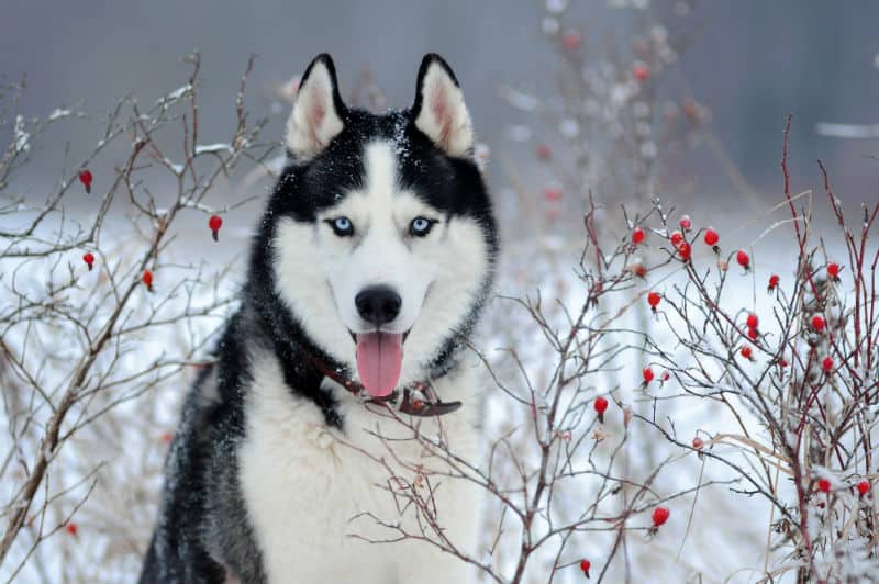 Tudo Sobre o Husky Siberiano: Características e Fotos