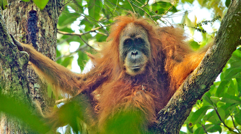 Orangotango-de-Tapanuli: Características, Habitat e Fotos
