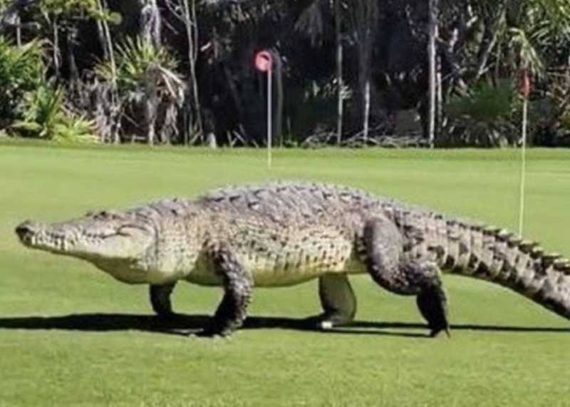 Crocodilo Curiosidades e Fatos Interessantes Sobre o Animal