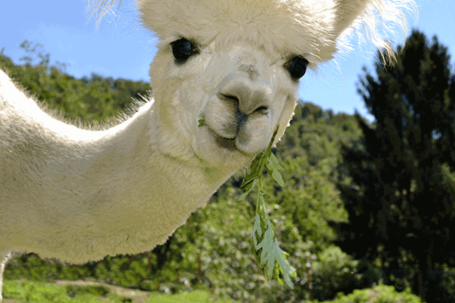 Tudo Sobre a Alpaca: Características, Nome Cientifico e Fotos