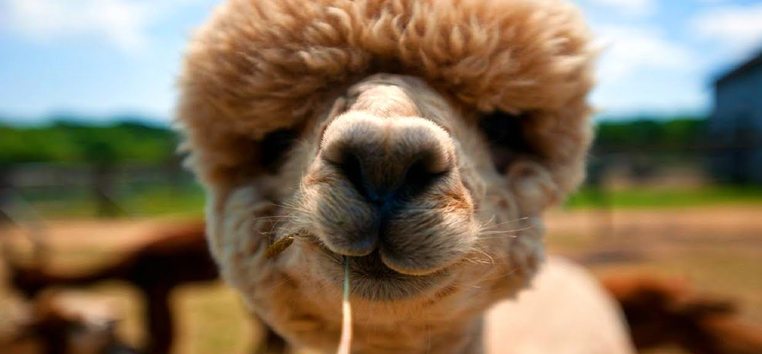 Qual a Diferença da Lhama, Alpaca e Vicunha?