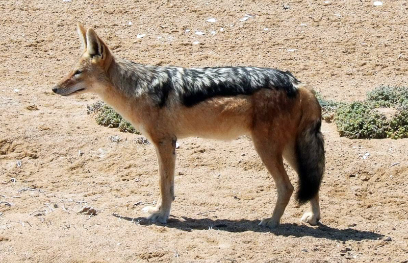 Tudo Sobre o Chacal: Características, Nome Científico e Fotos
