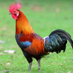 Galo na Grama