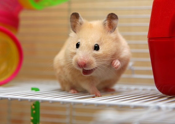 Tudo Sobre o Hamster: Características, Nome Cientifico e Fotos