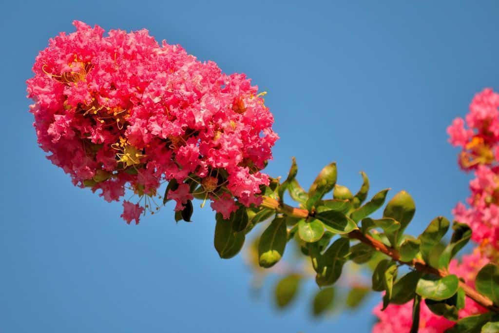 Resedá Curiosidades e Fatos Interessantes Sobre a Planta
