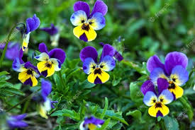 Quais as Flores Mais Populares?