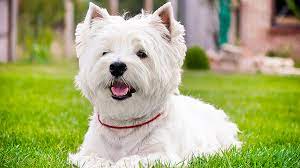 Como é ter um Westie?