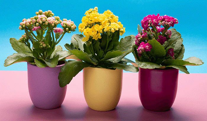 Tudo Sobre a Flor da Fortuna: Características e Nome Cientifico