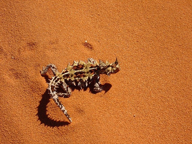 Tudo Sobre o Diabo Espinhoso: Características, Nome Cientifico e Fotos