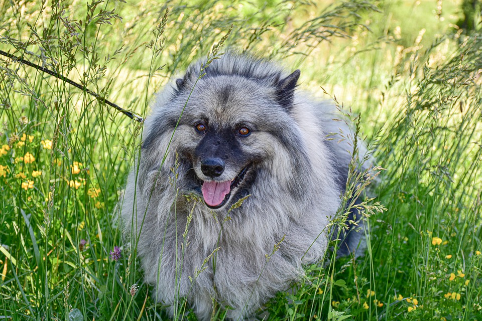 Qual a Raça de Cachorro que Parece um Ursinho?