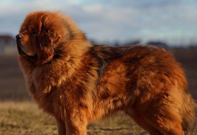 Qual a Raça de Cachorro que Parece um Leão?