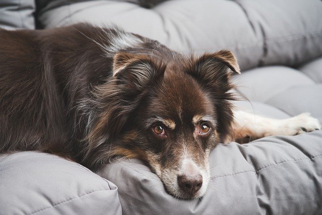 Qual é a Diferença entre o Pastor Australiano e Border Collie?