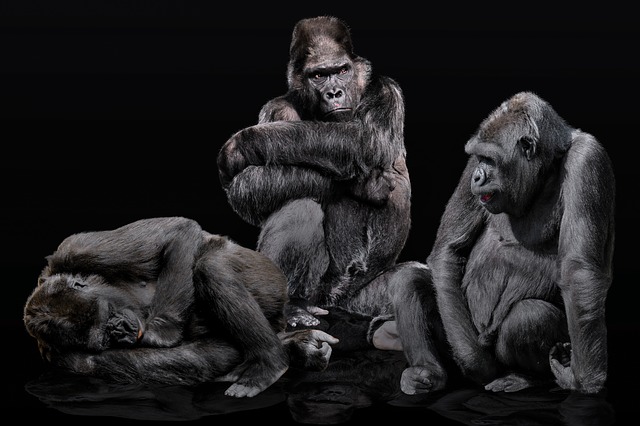 Qual a Diferença entre Gorila e Macaco?