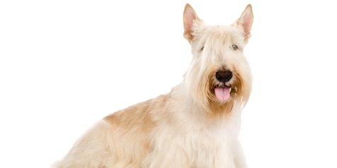 Tudo Sobre a Raça Terrier Escocês: Características e Fotos