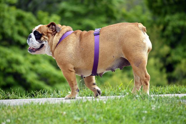 Quais os Benefícios de Passear com Cachorro?