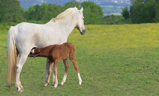 Qual é o Nome do Filhote de Cavalo?