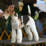 Fox Terrier