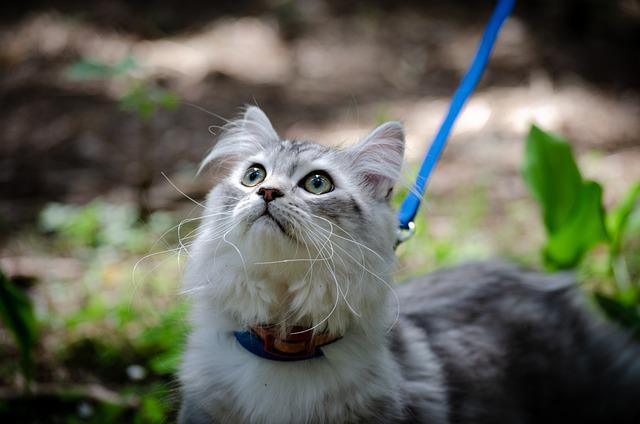 É Bom Levar Gato para Passear?