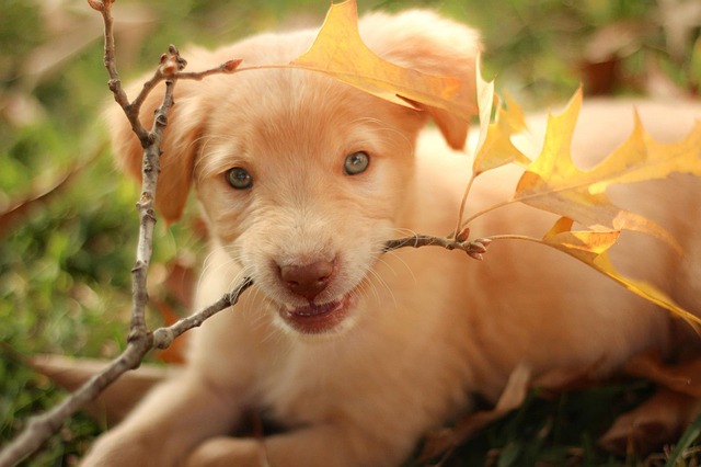Raças de Cães Mais Carinhosos do Mundo