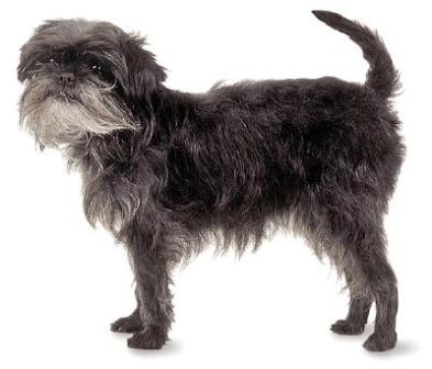 História do Affenpinscher, Personalidade e Origem da Raça