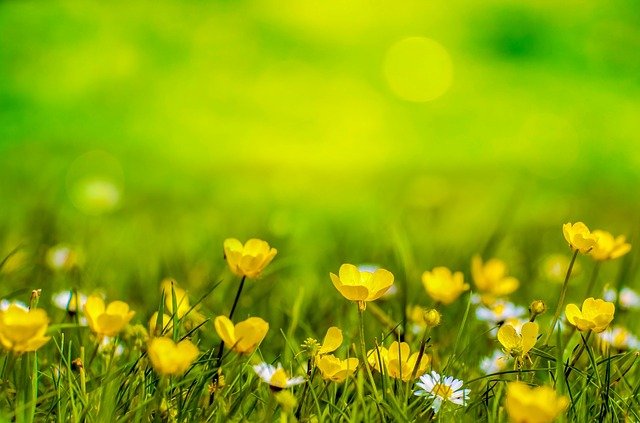 Tudo Sobre a Flor Botão de Ouro: Características e Nome Científico