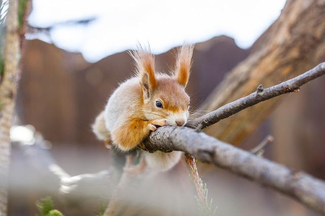 É Possível ter um Esquilo de Estimação?
