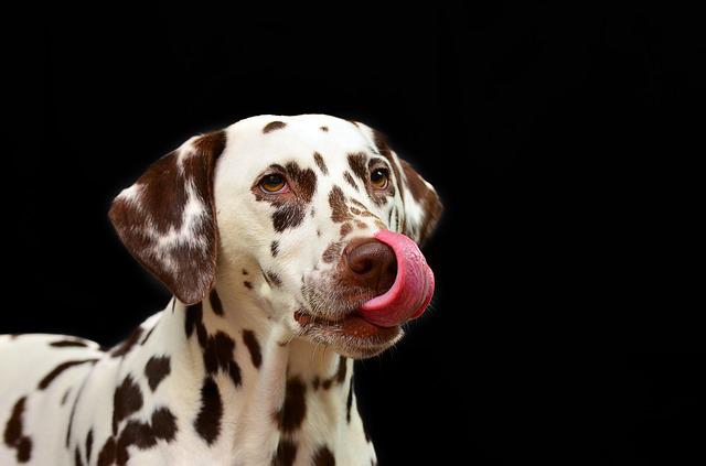 O que Significa Quando o Cachorro Fica Lambendo a Gente?