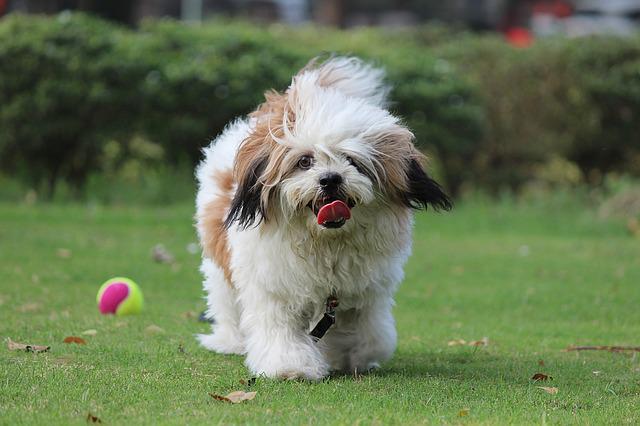História do Lhasa Apso, Personalidade e Origem da Raça