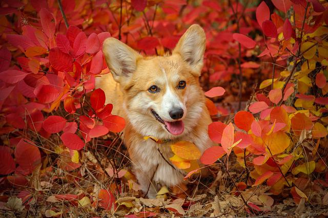 Tudo Sobre a Raça Welsh Corgi Pembroke: Características e Fotos