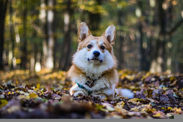 História do Raça Welsh Corgi Pembroke, Personalidade e Origem da Raça