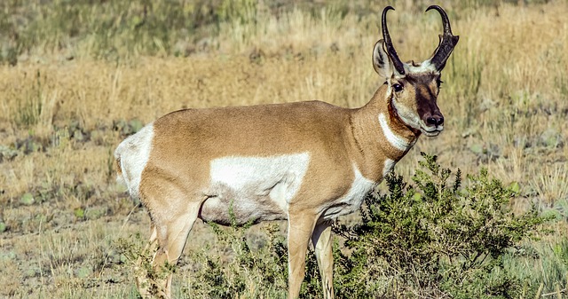 Tudo Sobre o Antilocapra: Características, Nome Científico e Fotos