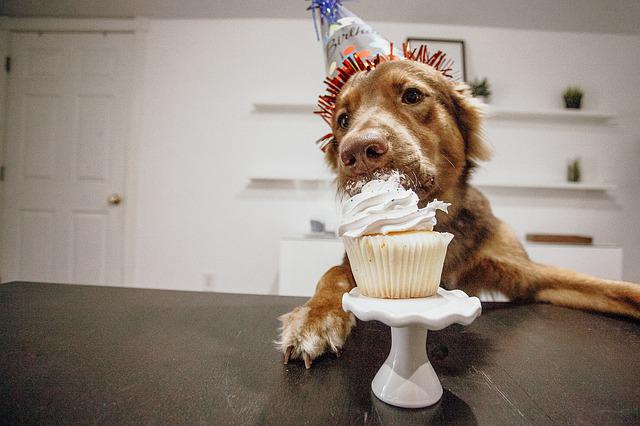 Quantos Anos é a Idade do Cachorro?