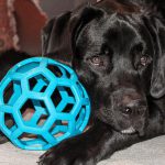 Cachorro Terra Nova