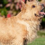 Norwich Terrier