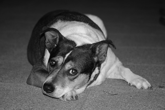 Quais os Sintomas de Cachorro Ansioso?