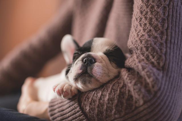 O que Será que os Cachorros Sonham?
