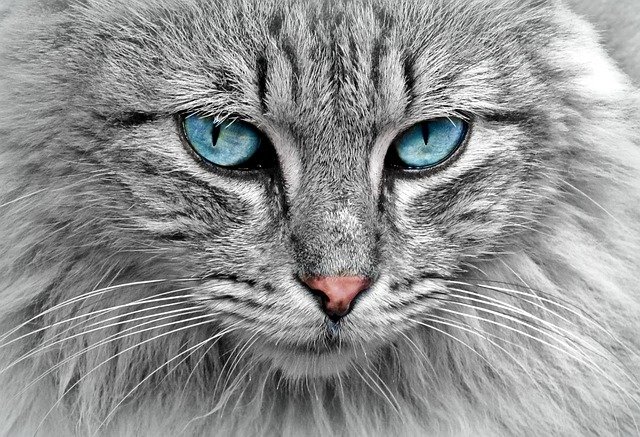 Como Saber se Meu Gato tem Ansiedade?