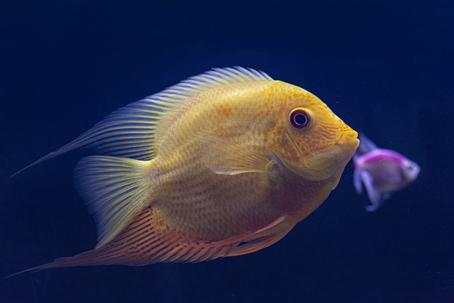 Comportamento do Peixe, Habitos e Modo de Vida do Animal