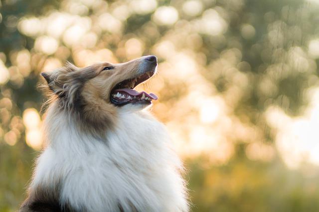 Qual é o Cão Mais Famoso do Mundo?