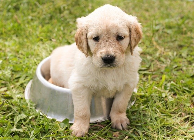 Pode dar Alimentação Natural para Cachorro?