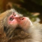 Macaco-do-Japão
