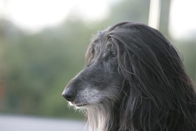 Tudo Sobre a Raça Afegão Hound: Características e Fotos